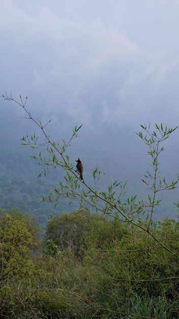 Hermosos paisajes de Ooty