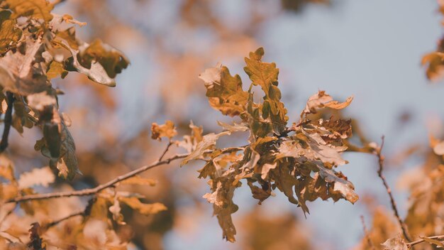 Hermosos paisajes de otoño luz solar natural follaje de roble seco naranja en la temporada de otoño