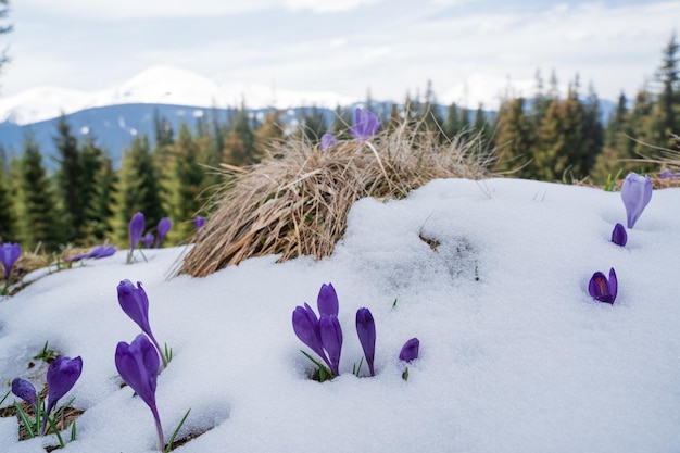 Foto hermosos paisajes de primavera con nieve y flores de azafrán cerca de la naturaleza cárpatos ucrania