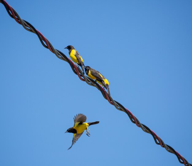 Hermosos pájaros amarillos en el poste de alambre de alta tensión