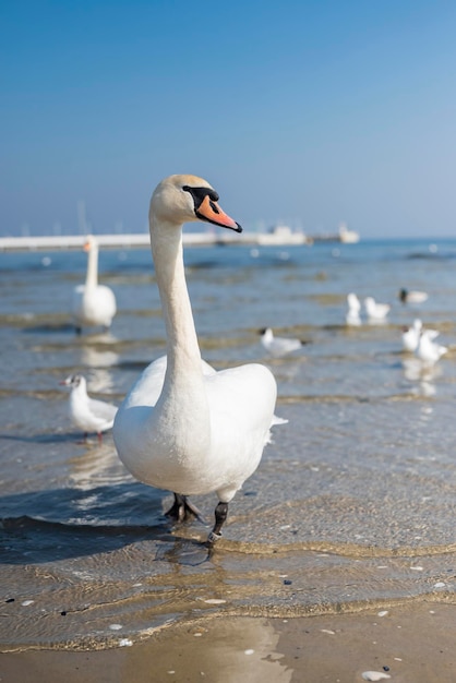 hermosos pájaros blancos cisnes en la orilla del mar Báltico