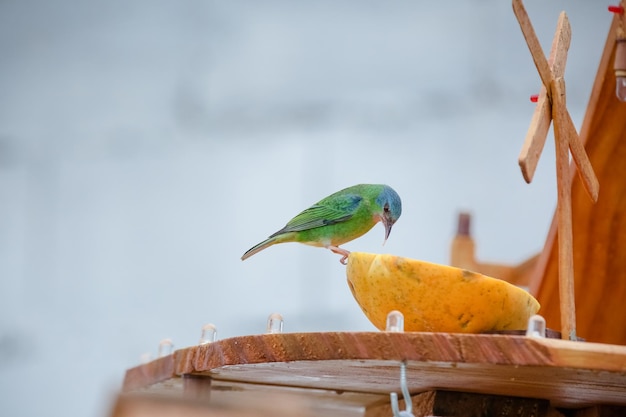 Hermosos pájaros coloridos en la naturaleza alimentándose de varios tipos de frutas.