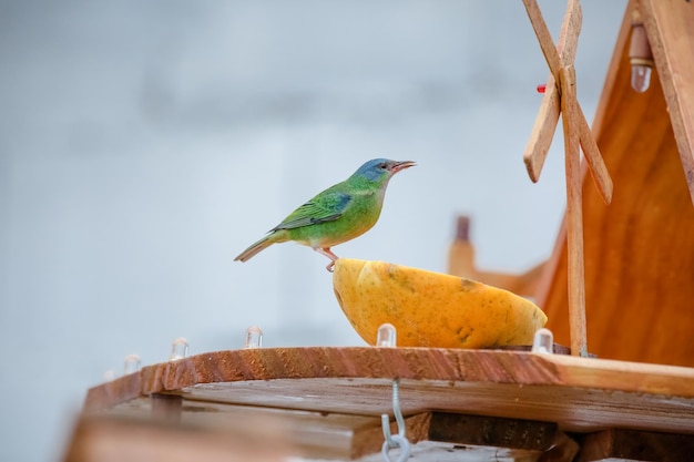 Hermosos pájaros coloridos en la naturaleza alimentándose de varios tipos de frutas.