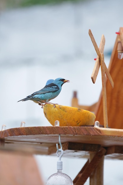 Hermosos pájaros coloridos en la naturaleza alimentándose de varios tipos de frutas.