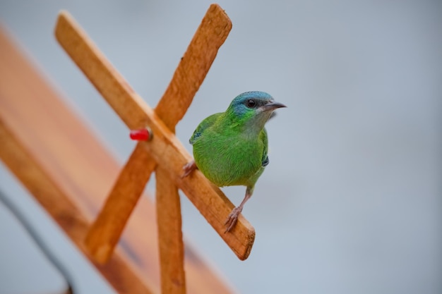 Hermosos pájaros coloridos en la naturaleza alimentándose de varios tipos de frutas.