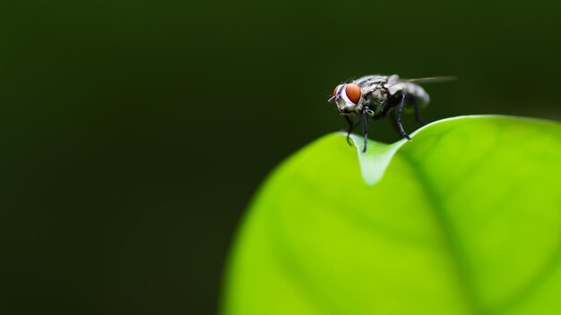 Foto hermosos papeles de pared 4k con fondo de naturaleza imagen hd