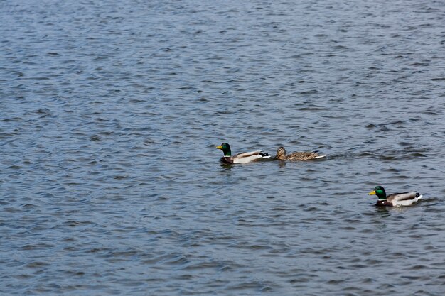 Hermosos patos de aves acuáticas en el agua, patos salvajes flotando en el agua del lago o río, patos salvajes flotando en el lago