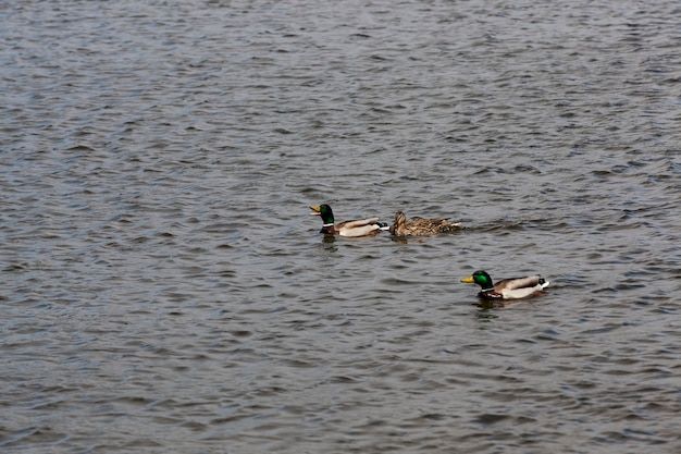 Foto hermosos patos de aves acuáticas en el agua, patos salvajes flotando en el agua del lago o río, patos salvajes flotando en el lago