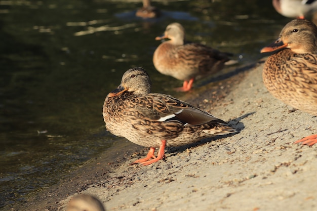 hermosos patos descansan junto al estanque bajo el cálido sol