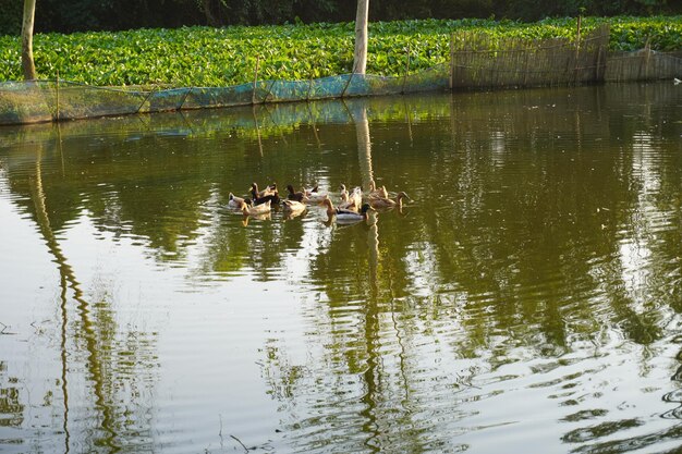 Unos hermosos patos están jugando en el estanque.