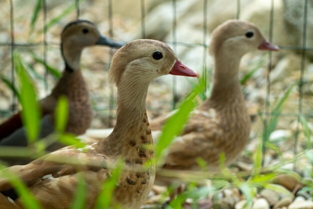 Hermosos patos mandarines jóvenes