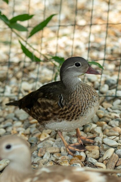 Hermosos patos mandarines jóvenes