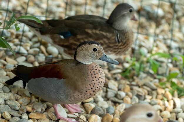 Hermosos patos mandarines jóvenes