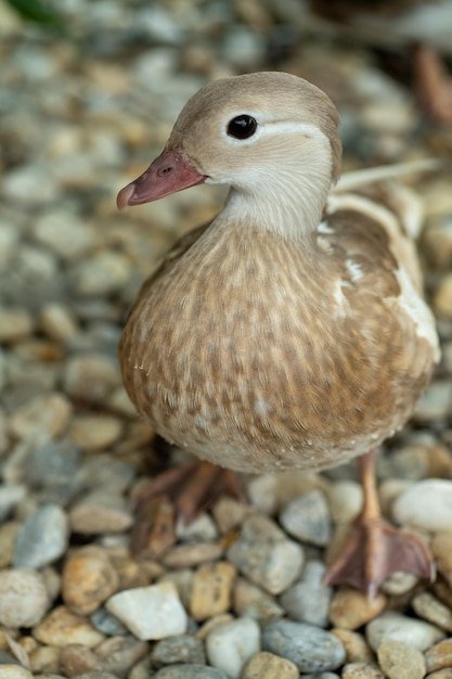 Hermosos patos mandarines jóvenes