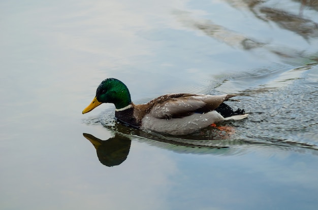 Foto hermosos patos en el río de invierno