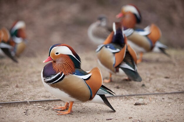 Hermosos patos salvajes caminando en el parque