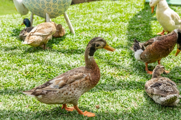 Hermosos patos tumbados en la hierba descansando.