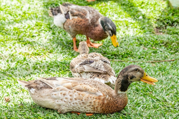 Hermosos patos tumbados en la hierba descansando.