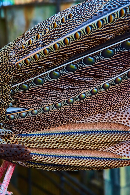 Hermosos patrones de plumas en detalle en Great Argus Pheasant