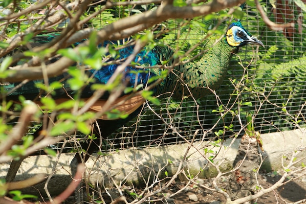 Foto hermosos pavos reales para los ojos