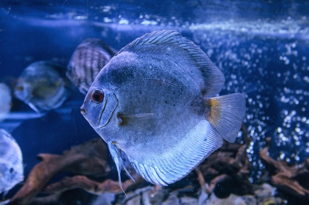 Hermosos peces de acuario disco de tablero de ajedrez dorado