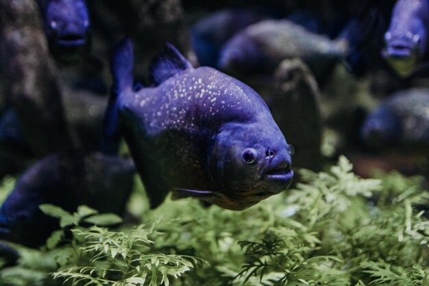 Hermosos peces de acuario en el entorno natural y rodeados de algas.