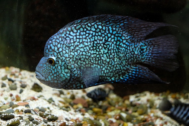 Hermosos peces en el acuario