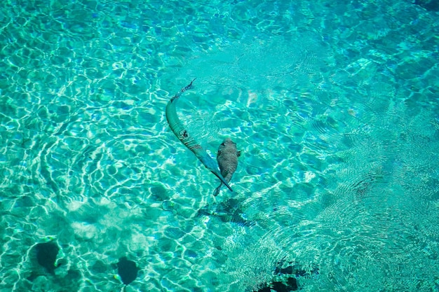 Hermosos peces de arrecife en el fondo del mar