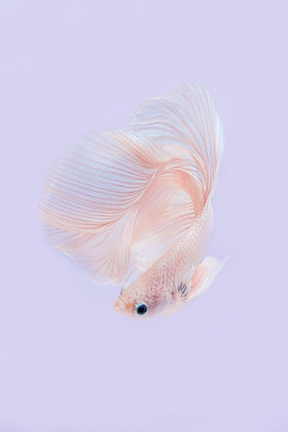 Foto hermosos peces betta de media luna blanca nadando sobre un fondo de color pastel