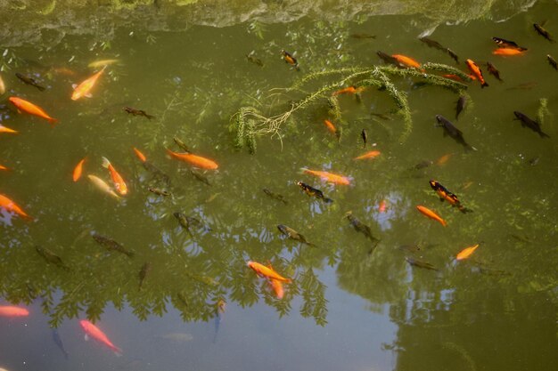 Hermosos peces de colores en el estanque