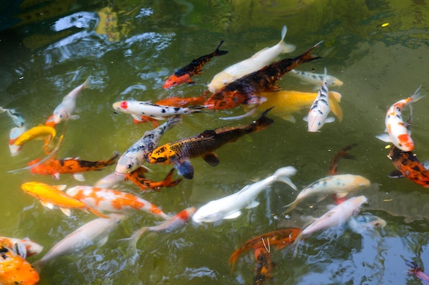 Hermosos peces de colores en el estanque