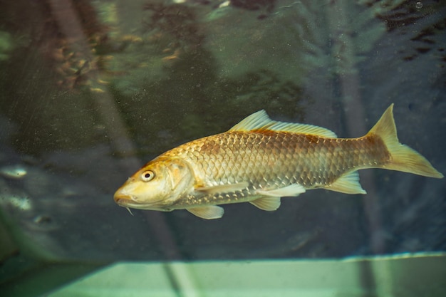 Hermosos peces de colores nadan en el ambiente del acuario