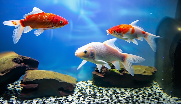 Hermosos peces de colores nadando en el agua Peces de acuario