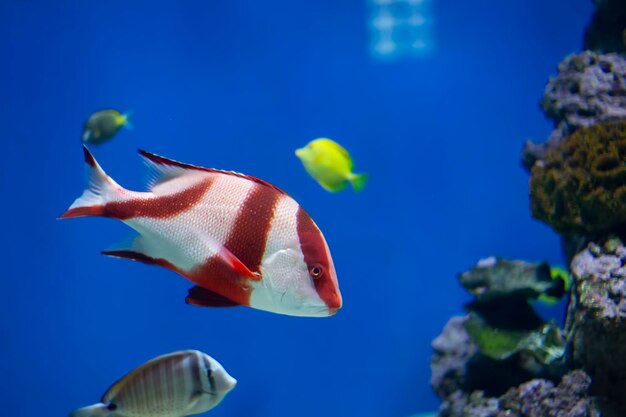 Hermosos peces exóticos en el agua