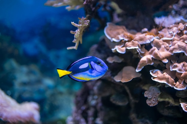 Hermosos peces exóticos nadan en la piscina