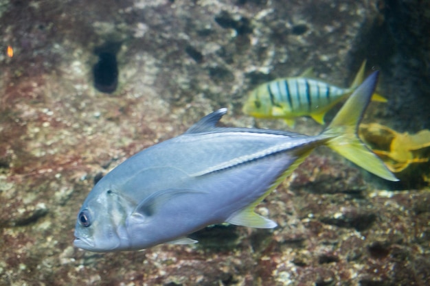 Hermosos peces en el fondo del acuario Oceanario turismo de negocios