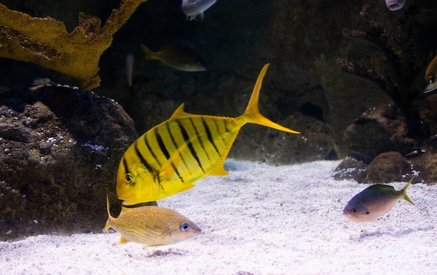 Hermosos peces en el fondo del acuario Oceanario turismo de negocios