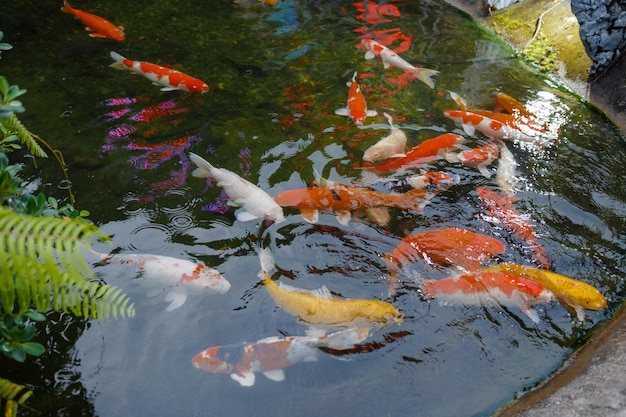 Hermosos peces Koi de color rojo, negro, blanco y naranja en el canal de agua