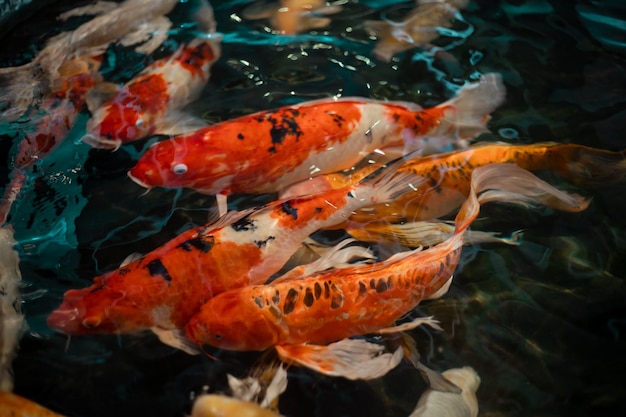 Hermosos peces koi coloridos peces carpa en el estanque peces koi peces bajo el agua vista aérea de carpas koi nadando en el estanke Imagen de peces hermosos
