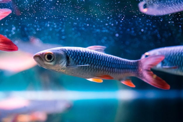 Hermosos peces lindos en el zoológico de acuario.