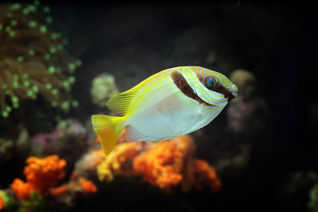 Hermosos peces marinos en los arrecifes de coral.