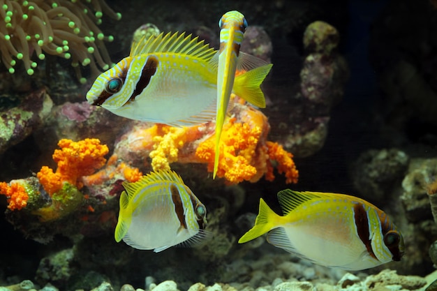 Hermosos peces marinos en los arrecifes de coral.