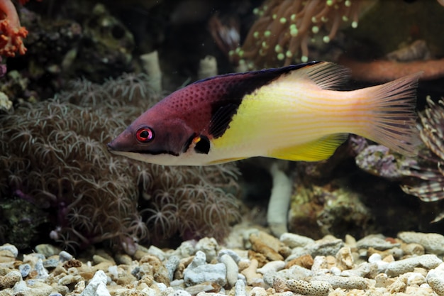 Hermosos peces marinos en los arrecifes de coral.