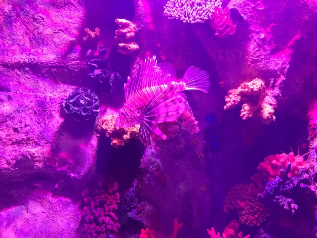 Hermosos peces multicolores nadan en un acuario o bajo el agua en el océano en un concepto de arrecife de coral