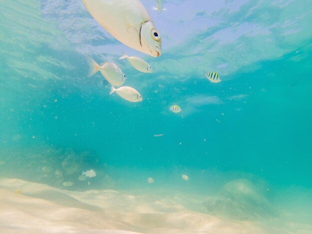 Hermosos peces tropicales en la playa de arena blanca