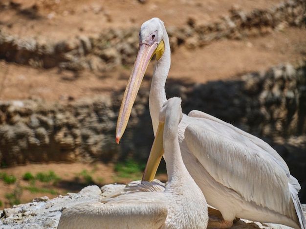 Hermosos pelícanos grandes blancos en la naturaleza