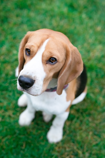 Hermosos perros beagle