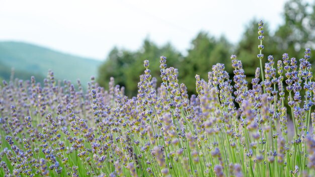 Hermosos pétalos azules de la flor de lavanda florecen en fila en el campo enfoque selectivo y foto de primer plano