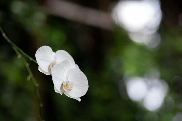 Hermosos pétalos blancos de una flor de orquídea sobre fondo oscuro en un invernadero