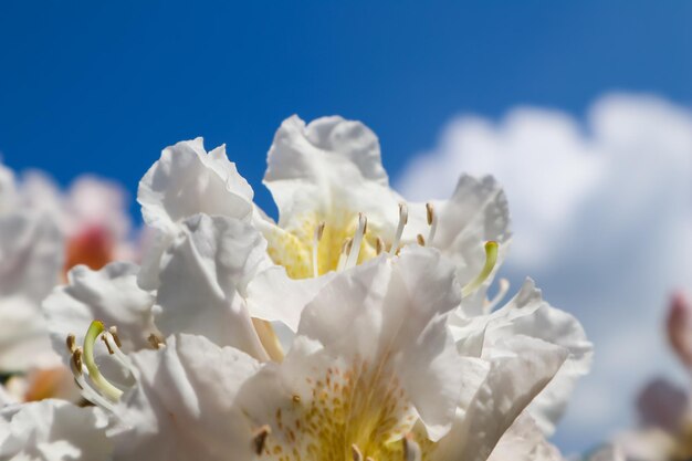 Hermosos pétalos de flor de rododendro Cunningham White en el fondo del cielo azul con nubes